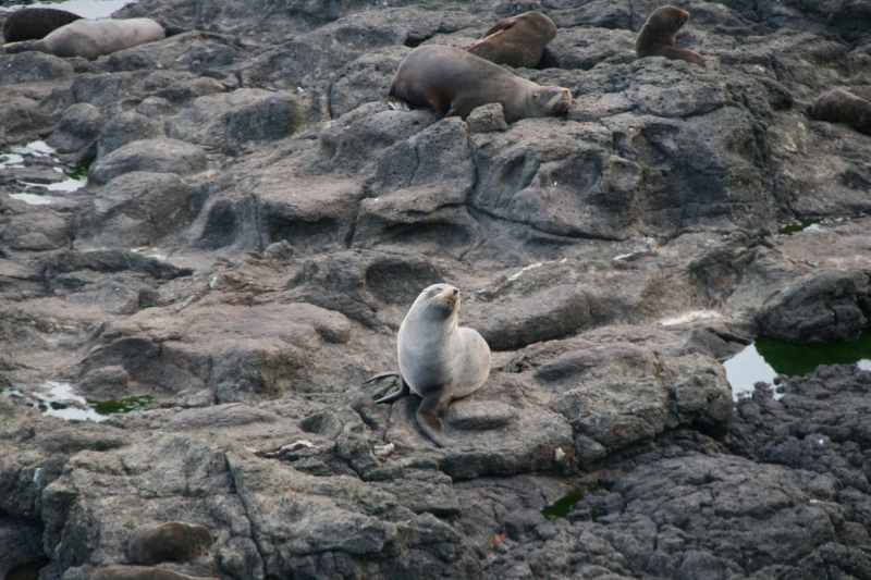 Nieuw-Zeeland 2011 - 1977